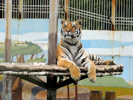 ����� ������������ ��������